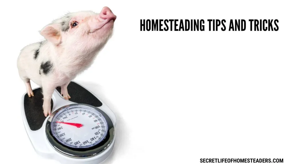 pig on a scale and the caption homesteading tips and tricks