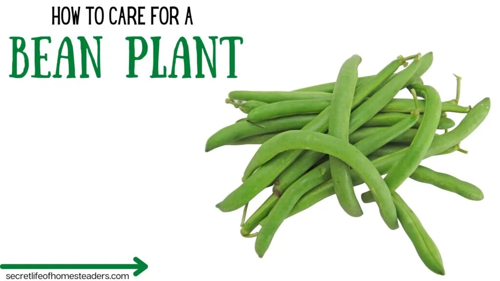 pile of green beans as part of a how to plant and grow beans tutorial