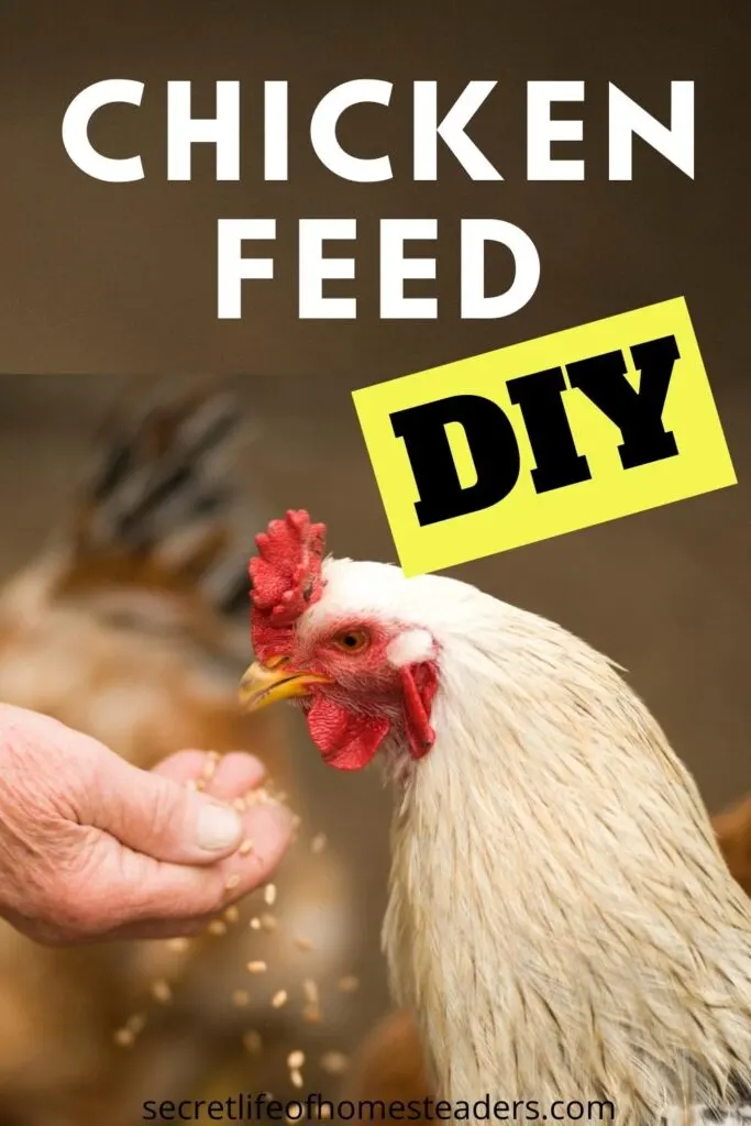 hand feeding a white chicken chicken feed DIY