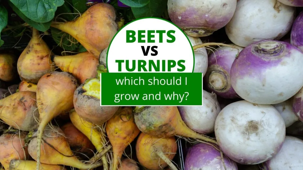 picture of beets vs turnips and a caption of which should I grow and why