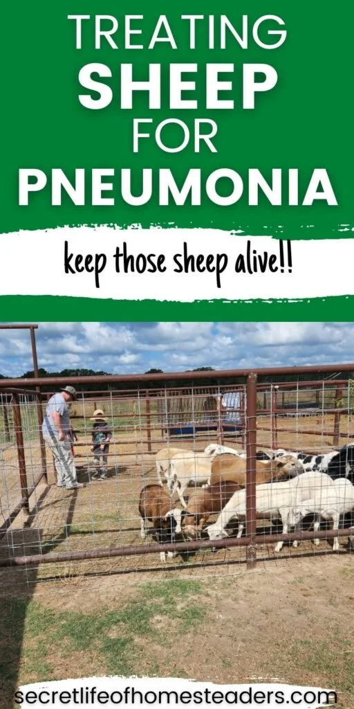 homesteader and his son getting ready to treat sheep for pneumonia
