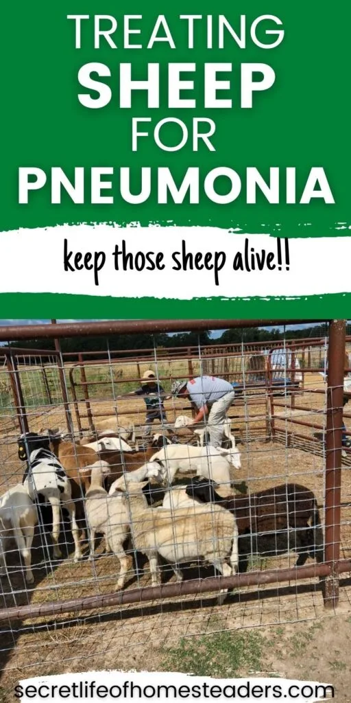 homesteader and his son learning how to treat a group of sheep for pneumonia
