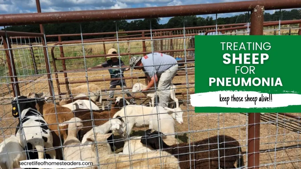 homesteader and his son learning how to treat sheep for pneumonia