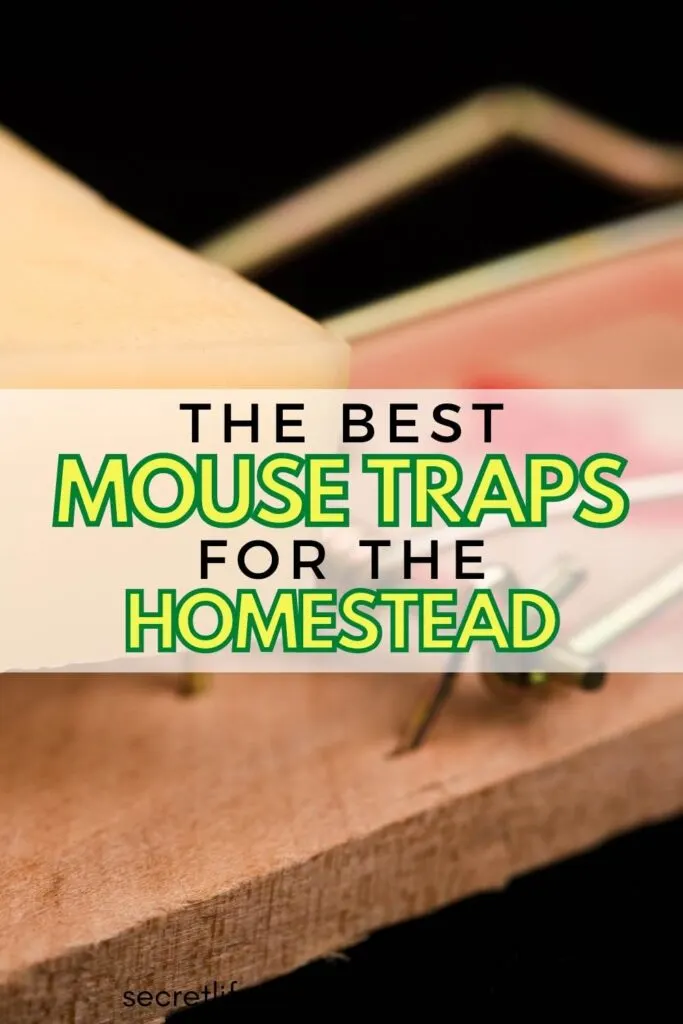 close up of a big wooden snap mouse trap with the caption the best mouse traps for the homestead