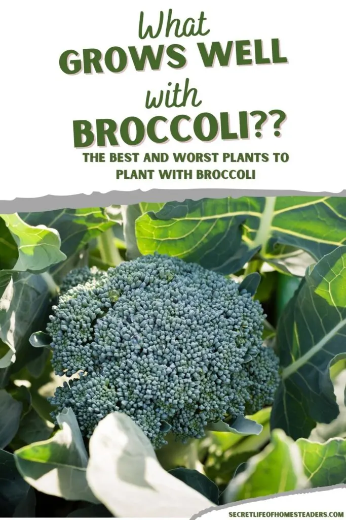 green broccoli plant and the caption "what grows well with broccoli"