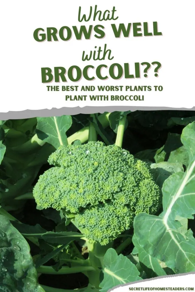 green broccoli plant and the caption "what grows well with broccoli"