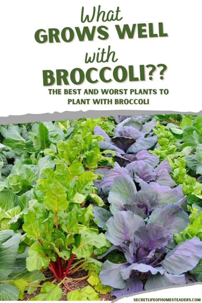 green broccoli plant with other broccoli companion plants nearby and the caption "what grows well with broccoli"