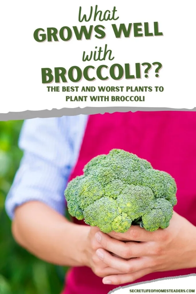 green broccoli flower in a gardener's hand and the caption "what grows well with broccoli"