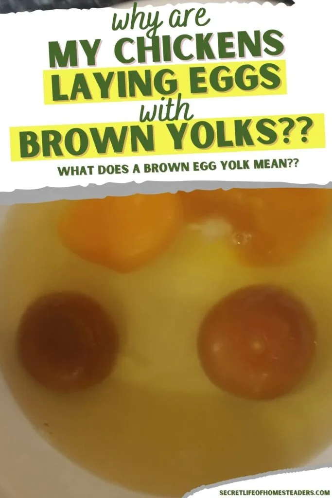bowl of farm fresh chicken eggs with brown egg yolks
