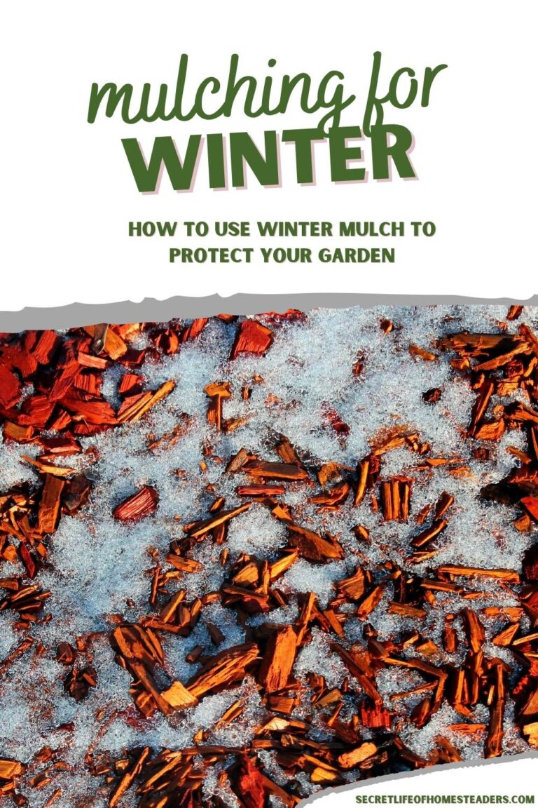 Mulching For Winter -How To Use Winter Mulch To Protect Your Garden In ...