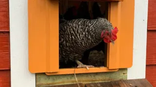 barred rock chicken coming out of a golden chickcozy automatic chicken coop door